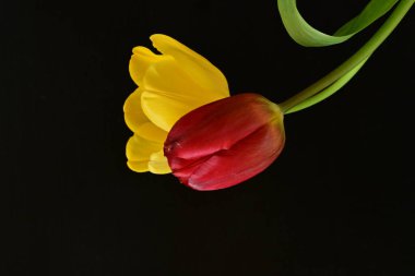 Siyah arkaplanda sarı ve kırmızı çiçekler