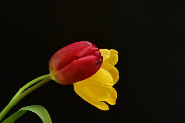 Siyah arkaplanda sarı ve kırmızı çiçekler