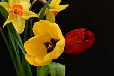 laleler ve narsisli bahar çiçekleri siyah arkaplanı kapatır 