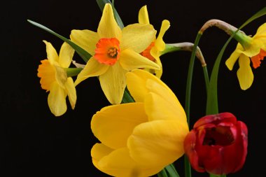 laleler ve narsisli bahar çiçekleri siyah arkaplanı kapatır 