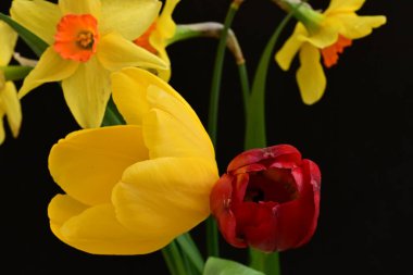 laleler ve narsisli bahar çiçekleri siyah arkaplanı kapatır 