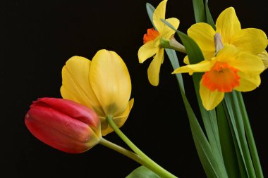 laleler ve narsisli bahar çiçekleri siyah arkaplanı kapatır 