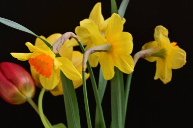 laleler ve narsisli bahar çiçekleri siyah arkaplanı kapatır 