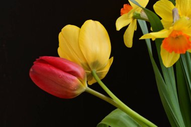 laleler ve narsisli bahar çiçekleri siyah arkaplanı kapatır 