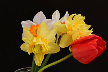 Lale ve narsist bahar çiçekleri siyah arkaplanı kapatır 