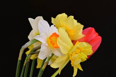 Lale ve narsist bahar çiçekleri siyah arkaplanı kapatır 