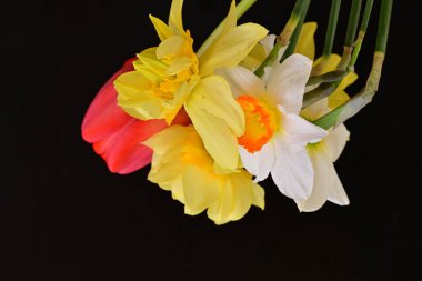 Lale ve narsist bahar çiçekleri siyah arkaplanı kapatır 