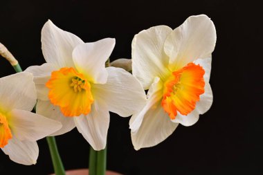 siyah bir arka planda nergis buket. 