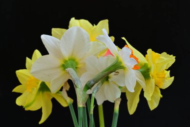 siyah bir arka planda nergis buket. 