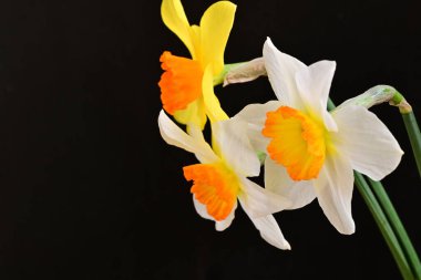 siyah bir arka planda nergis buket. 