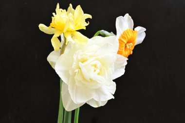 Narcissus bahar çiçekleri siyah arkaplanı kapatır 