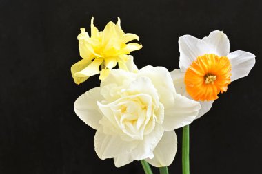 Narcissus bahar çiçekleri siyah arkaplanı kapatır 