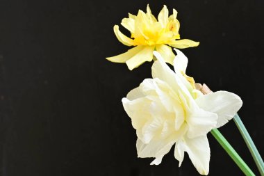 Narcissus bahar çiçekleri siyah arkaplanı kapatır 