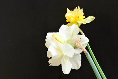 Narcissus bahar çiçekleri siyah arkaplanı kapatır 