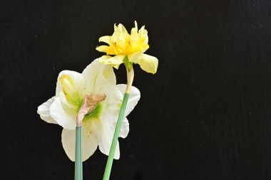 Narcissus bahar çiçekleri siyah arkaplanı kapatır 