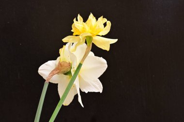 Narcissus bahar çiçekleri siyah arkaplanı kapatır 