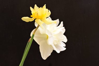 Narcissus bahar çiçekleri siyah arkaplanı kapatır 