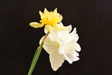 Narcissus bahar çiçekleri siyah arkaplanı kapatır 