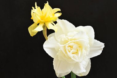 Narcissus bahar çiçekleri siyah arkaplanı kapatır 