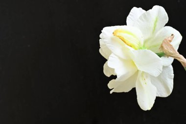 Koyu arkaplanda güzel beyaz narsisler. 