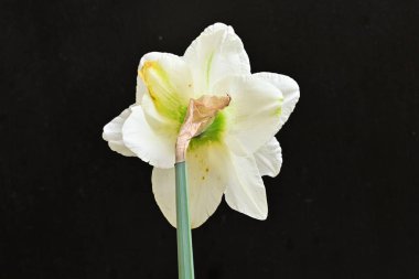 Koyu arkaplanda güzel beyaz narsisler. 