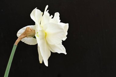 Koyu arkaplanda güzel beyaz narsisler. 