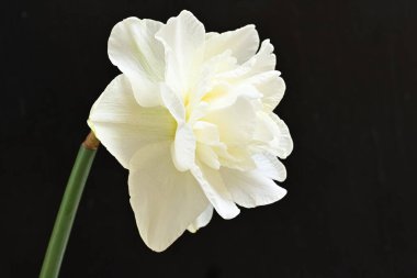 Koyu arkaplanda güzel beyaz narsisler. 