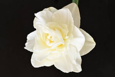 Koyu arkaplanda güzel beyaz narsisler. 