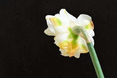 Koyu arkaplanda güzel beyaz narsisler. 