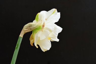 Koyu arkaplanda güzel beyaz narsisler. 