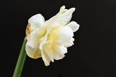 Koyu arkaplanda güzel beyaz narsisler. 