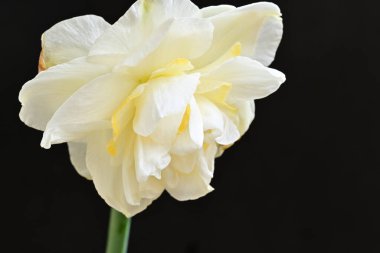 Koyu arkaplanda güzel beyaz narsisler. 