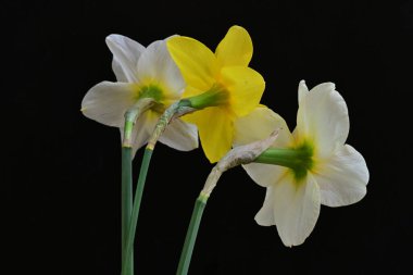Narcissus bahar çiçekleri siyah arkaplanı kapatır 