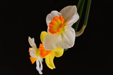 Narcissus bahar çiçekleri siyah arkaplanı kapatır 