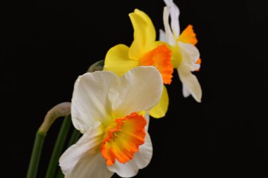 Narcissus bahar çiçekleri siyah arkaplanı kapatır 