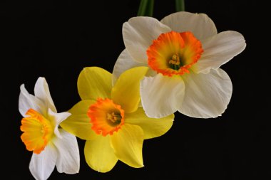 Narcissus bahar çiçekleri siyah arkaplanı kapatır 