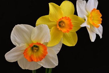 Narcissus bahar çiçekleri siyah arkaplanı kapatır 