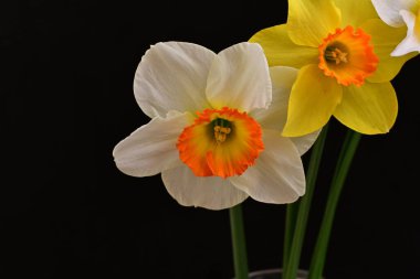 Narcissus bahar çiçekleri siyah arkaplanı kapatır 