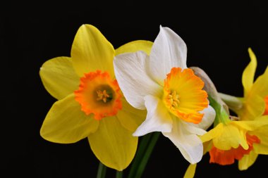Narcissus bahar çiçekleri siyah arkaplanı kapatır 