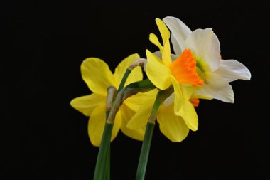 Narcissus bahar çiçekleri siyah arkaplanı kapatır 