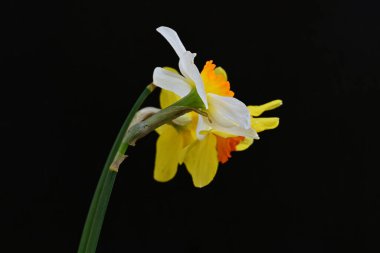 Narcissus bahar çiçekleri siyah arkaplanı kapatır 