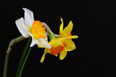 Narcissus bahar çiçekleri siyah arkaplanı kapatır 