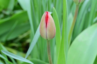 Bahçede büyüyen güzel lale