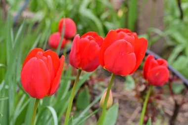 bahçede büyüyen kırmızı lale