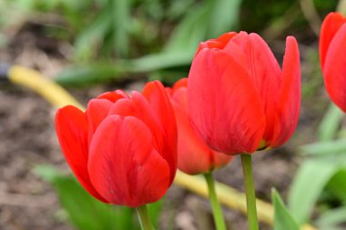 bahçede büyüyen kırmızı lale