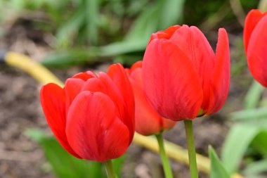 bahçede büyüyen kırmızı lale