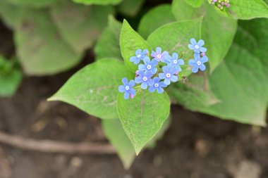 Bahçedeki küçük güzel mavi çiçekler, unutma beni.
