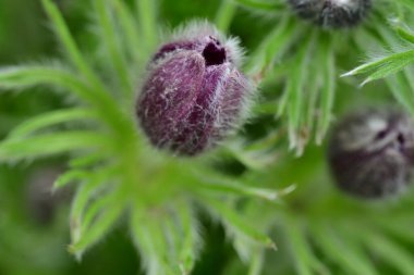 Bahçede büyüyen güzel lale