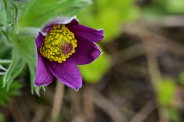 Bahçedeki güzel mor çiçeklerin yakın görüntüsü