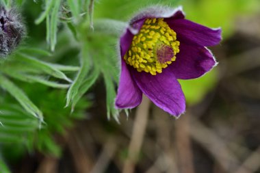 Bahçedeki güzel mor çiçeklerin yakın görüntüsü